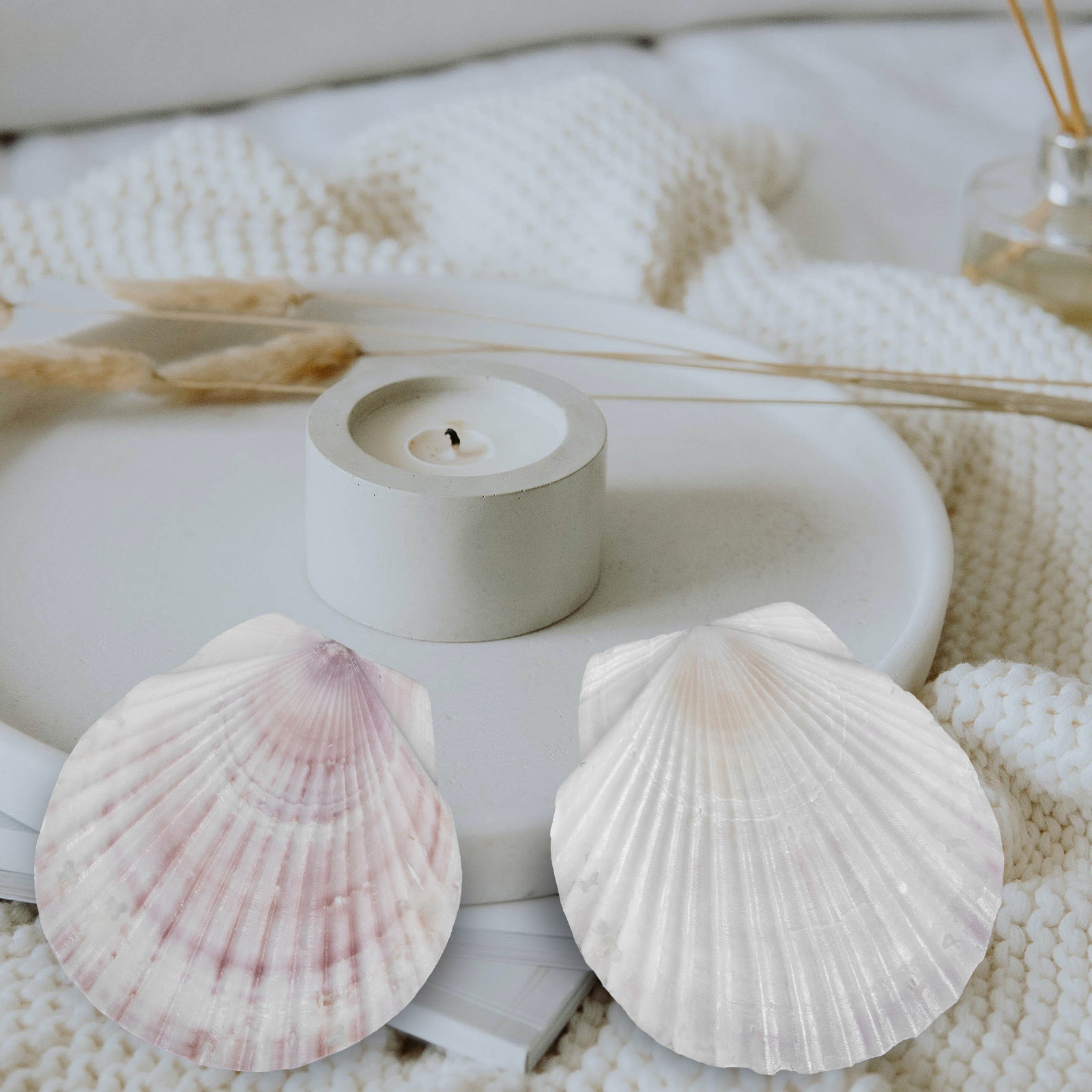 10Pcs Natural Scallop Shells F - Mom'S Home Cooking avaliação e preço