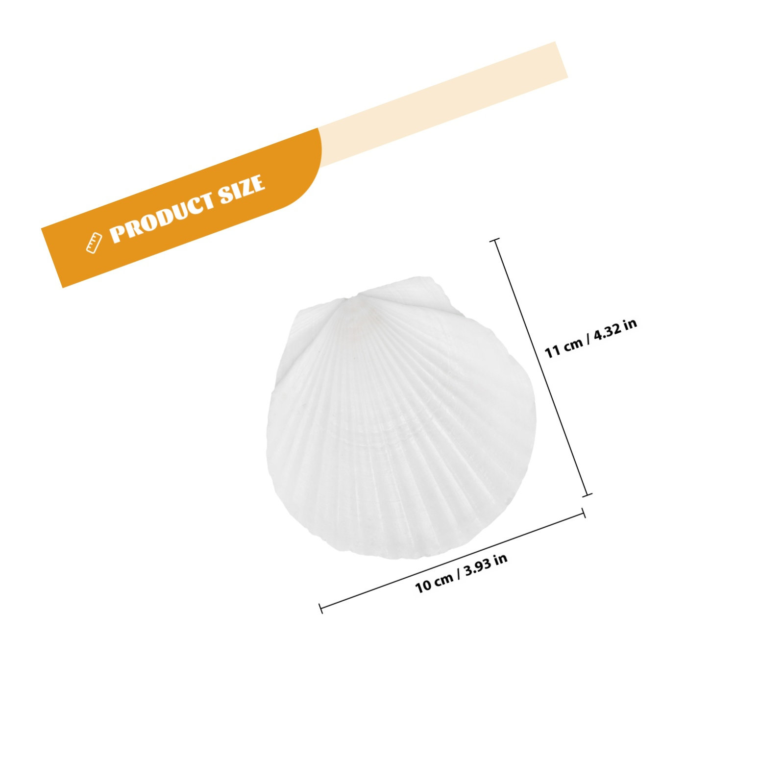 10Pcs Natural Scallop Shells F - Mom'S Home Cooking avaliação e preço